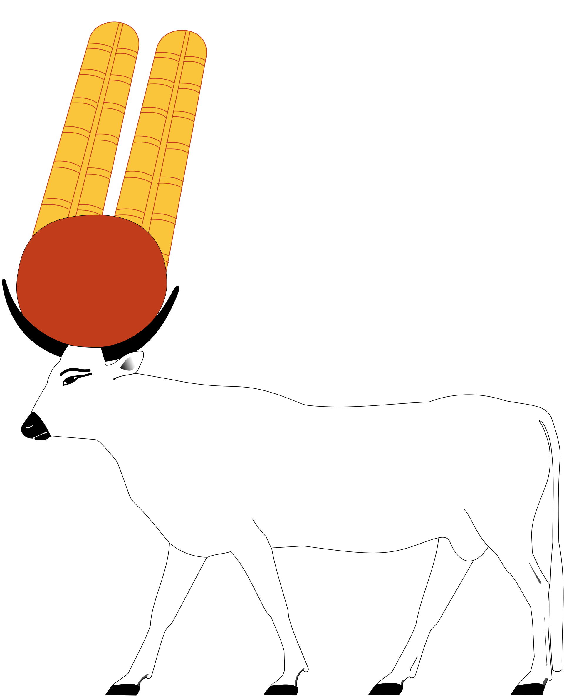 Buchis